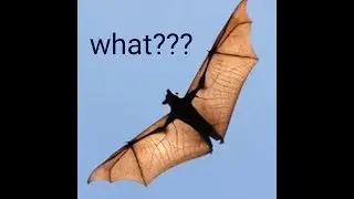 The appearance of a strange bird in the sky of Italy... ظهور طائر غريب في سماء ايطاليا