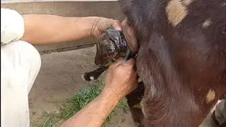 goat giving birth to baby #Goat Serious Delivery
