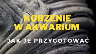 Jak przygotować korzenie przed włożeniem ich do akwarium