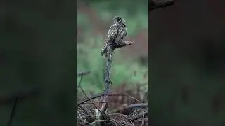 Owl falls asleep in the rain // Сова засыпает под дождем #birds #owl #nature #rain