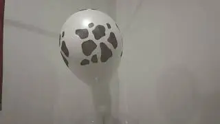 Walmart 12 Inch White Cow Print Balloon Pop Part 2
