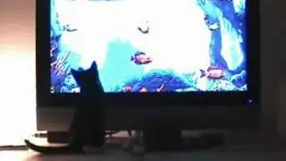 kitten plays xbox