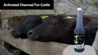 C & L - Activated Charcoal For Cattle | Cattle Feed Supplement