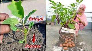 Brinjal + potato plant fusion | Grow 2 veggies together | Amazing gardening experiment