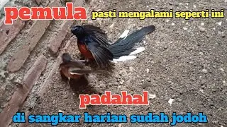 murai batu ini awalnya sudah sama² akur