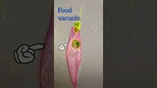 Egestion|Pooping paramecium|#biology#microbes#shorts#under#microscope