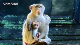 Very lovely new abandoned baby monkey Libby Thor and new member