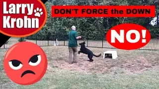 Don&rsquo;t force the down (or any command) in dog training [Black German Shepherd]