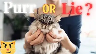 The Surprising Health Benefits Hidden in a Purr &mdash; Can a Cat&rsquo;s Purr Really Heal You