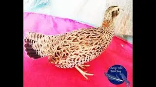 Black Francolin female | black francolin female voice | black francolin female calling