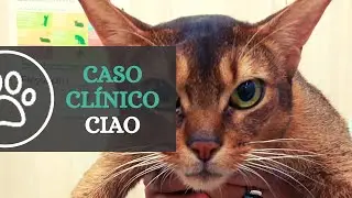 Recuperación de una neuropatía del nervio ciático | CRAR BCN