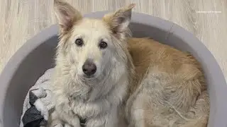 A 9-year-old dog bound for Maine escaped and traveled 25 miles before being rescued