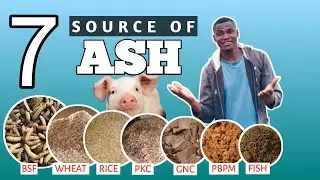 7 Sources of ASH in Pig Feed ingredients || Pig farming in Nigeria