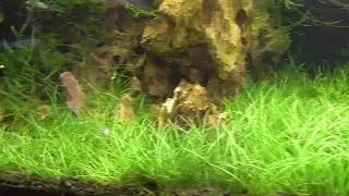 ELEOCHARIS PARVULA