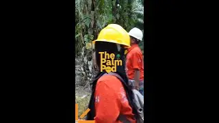 Episode 12 Roll for Credits: Understanding RSPO Independent Smallholder Credits with WWF and Nestl&eacute;