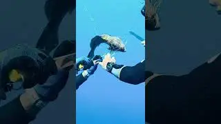 A beautiful grouper was rescued from a deadly ghost net. 🐟💙
