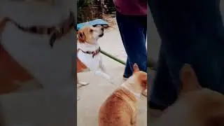 Danzoo  always welcome Happily 😊 😘 💕 #tweening #dog #happy #pets #dogs #animals #love #cute