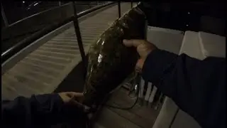 Fishing Balboa: Night halibut catch and release + Spotted bay bass releases. 1/13/26