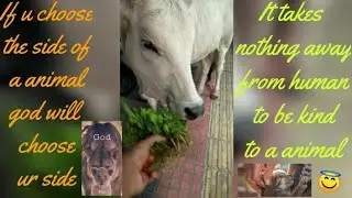 feeding a hungry 🥺 cow🐄，#humanity😎#helpstrayanimals ,#animalover🤗，day-180