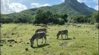 Casela Nature Park Mauritius - May 2025 - Safari Drive