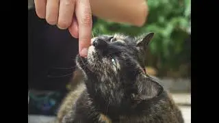 Episode 21: A Japanese Cat Story