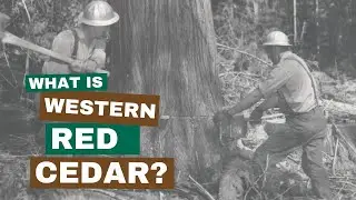 What is Western Red Cedar?