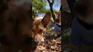 WHERE NO CORGI HAS GONE BEFORE!!!