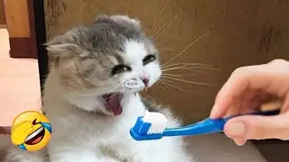 Не Смейтесь 😂 Новые смешные видео с котами и собаками 😹🐶 Часть 5
