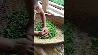 How to make green tea 🍵 Organic green tea! #marketing #sell #villagelife