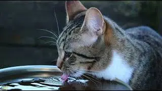 CLASS 8~CHEMISTRY CHAPTER 6 - Water |Boiling point|Heat capacity| Freezing of water|Part 1|SCERT|ASA