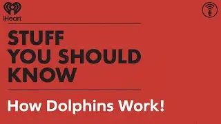 How Dolphins Work! | STUFF YOU SHOULD KNOW