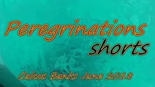 PEREGRINATIONS XVI Shorts; Caicos Banks