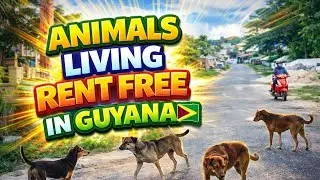 ANIMALS LIVING RENT FREE IN GUYANA WATCH TO THE END