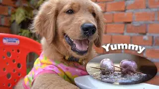 Smart Puppies | Hot Stone Squid Fried with Vegetables | Best Cooking Natural Food | Dog ASMR