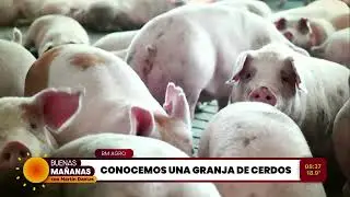 BM AGRO: CONOCEMOS UNA GRNAJA DE CERDOS
