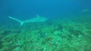 Thank You Rita, St. Kitts Diving Trip