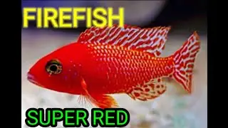 🛑 Cichlid tank Red Male African | firefish,Dragon blood