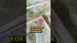 IKAN GUPPY DI SELOKAN? #ikanhiasairtawar #ikanhias #ikanguppy #ikanguppyindonesia #guppylovers