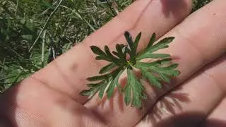 Geranium sanguineum, Bloody Crane's Bill