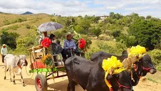 BENDICIÓN Y RECORRIDO DE YUNTAS - SAN LUCAS TLANICHICO Zaachila, Oaxaca 2024