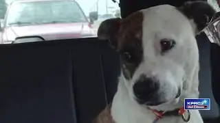 Dog Reunited with Family After Cruelty Rescue
