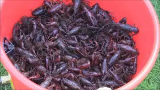 Crawfish Washer and Boil