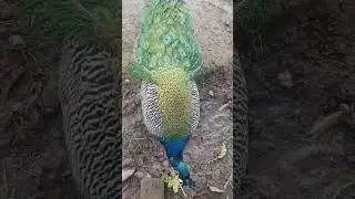 dance of my pihu #peacock #love
