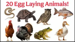 20 Egg Laying Animals Name 🥚🐣 | अंडे देने वाले जानवर | Learn Animals for Kids