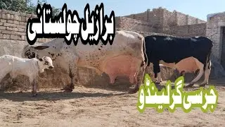  Cholistani Jersey Friesian Sahiwal cross Cow (03024029695)1 February 2026