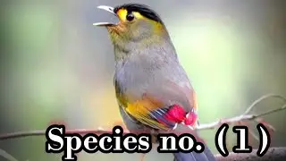 BUGUN- LIOCICHLA LIOCICHLA bugunorum 22 cm#at Eaglenest Wildlife Sanctuary