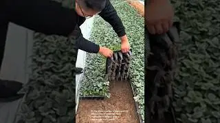 Lifting a tray of seedlings from a greenhouse environment