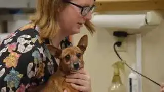 Greensboro Veterinary Hospital. Stoney Creek Veterinary Hospital