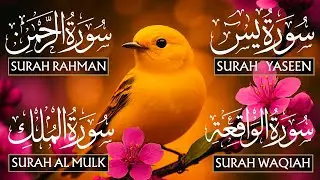 Beautiful Recitation Surah Yaseen (Yasin) | Surah Rahman | Surah Waqiah | Surah Mulk | Heart Of Noor