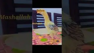 Aseel Chicks Transformation..😍🔥 #aseel #chicken #pets #transformation #shortsfeed #viralshorts